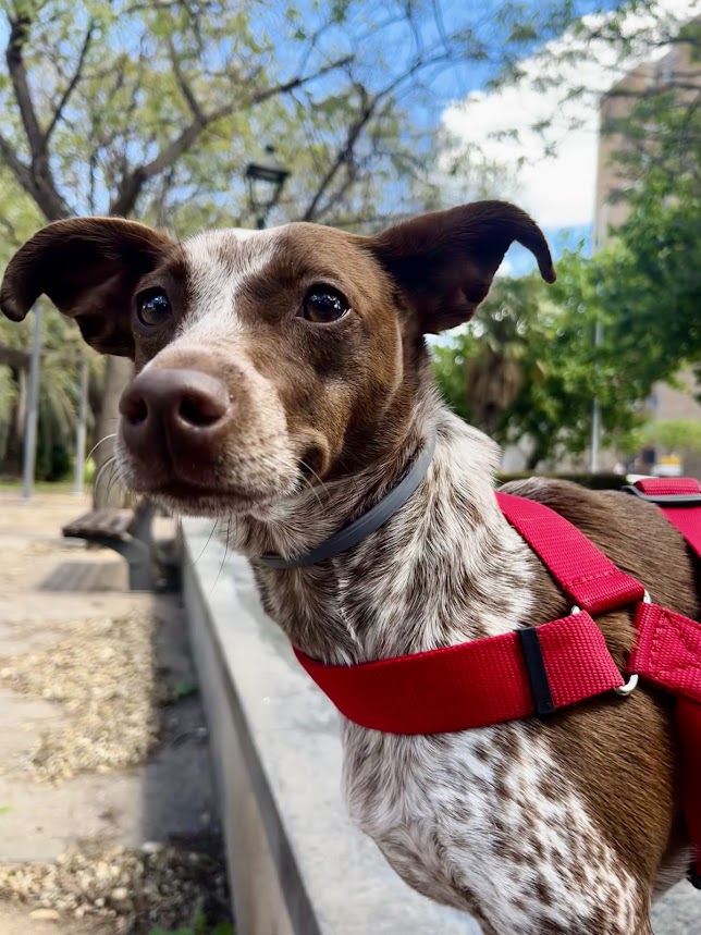 Paseador de perros guardería canina Valencia Patis