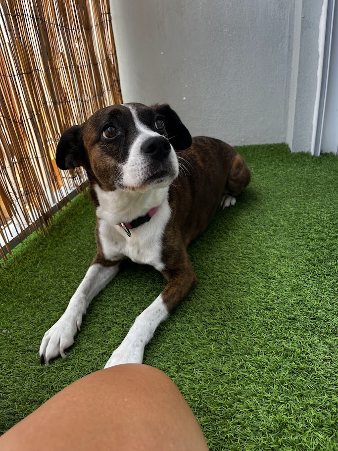Perra en terraza balcón guardería perros Valencia