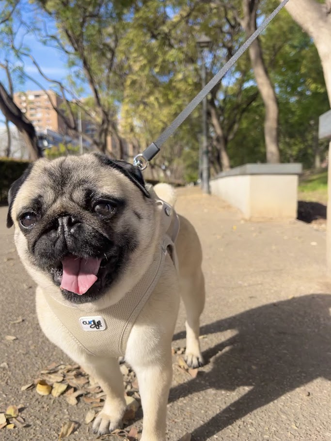 Perrita paseando feliz por el parque con Patis Valencia