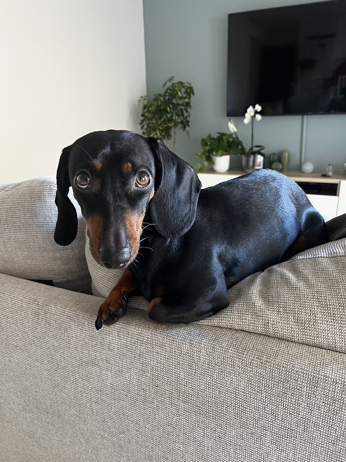 Perrita cómoda en sofá casa cuidado con amor Patis