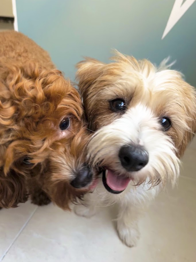 Perritas jugando felices en Patis Valencia guardería canina