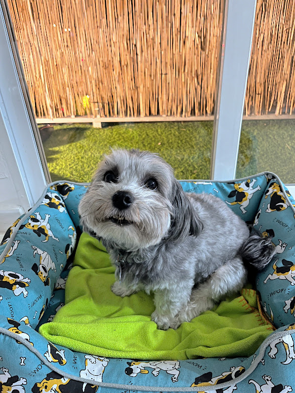 Perrito acostado cómodo en su cama en Patis Valencia