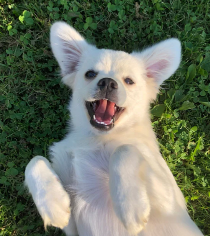 perro cuidado por Patis en Valencia