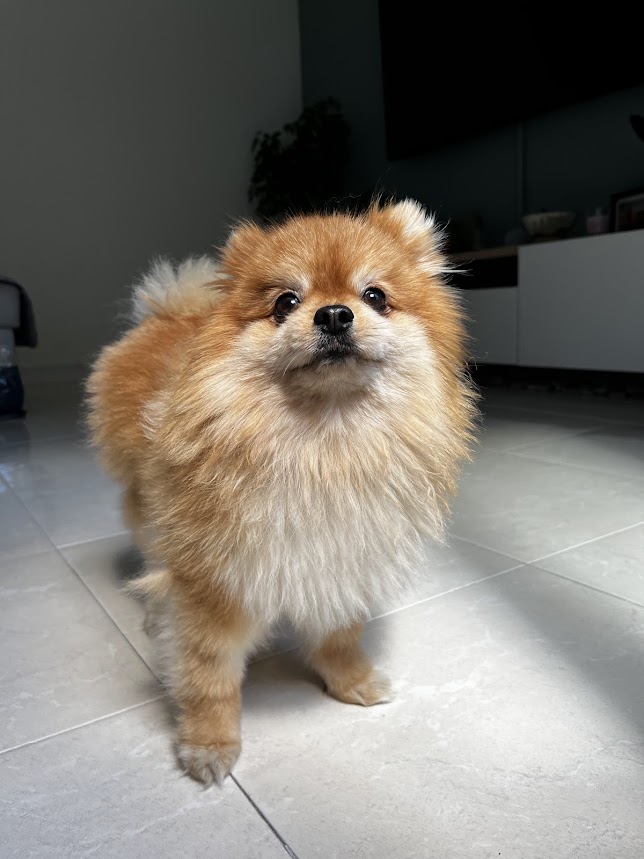 Perrito pequeño guardería Patis Valencia
