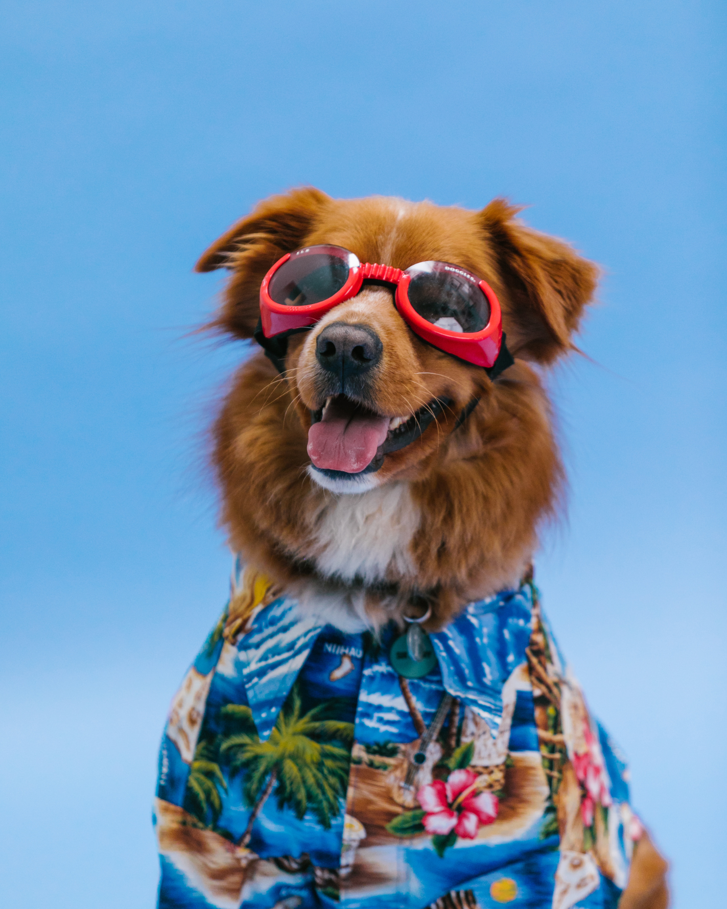 perro alojado en Patis Valencia