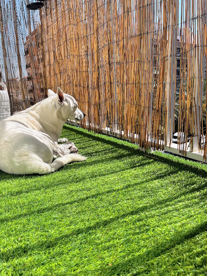 Perrito en el balcón seguro disfrutando en Patis Valencia