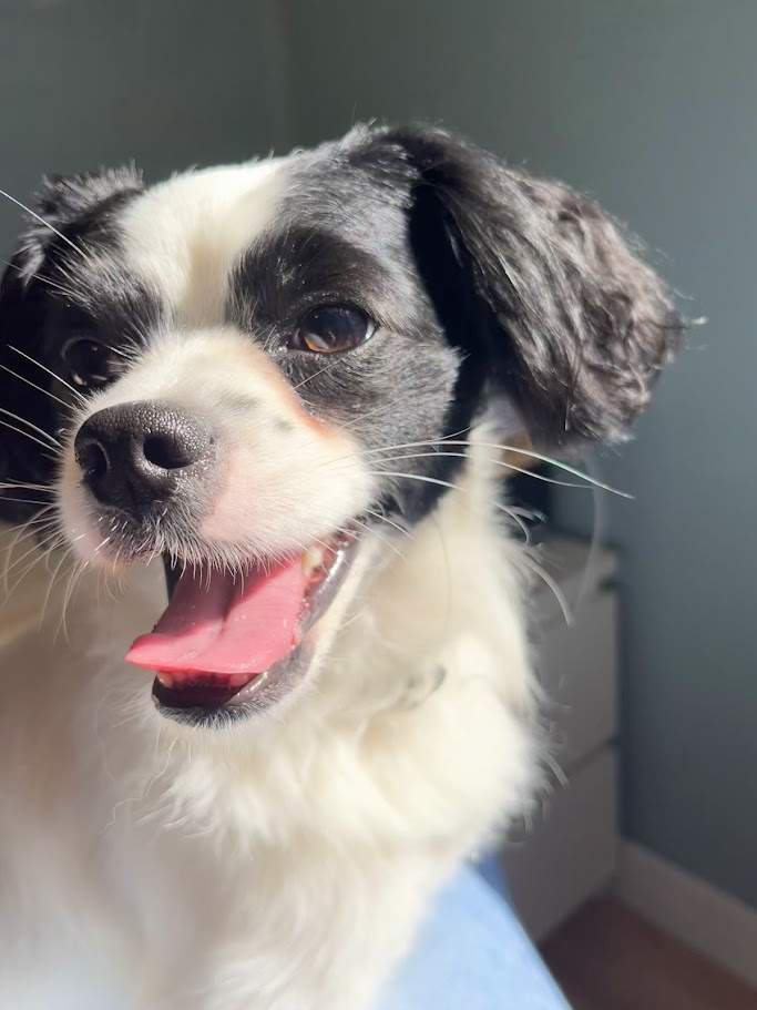 Perro de cerca cara linda Patis Valencia
