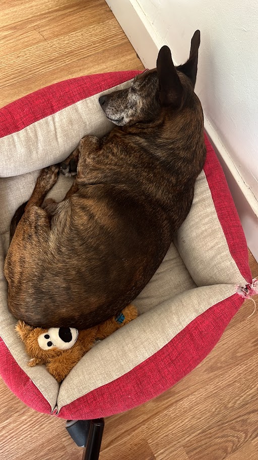Perro durmiendo vacaciones Patis Valencia guardería