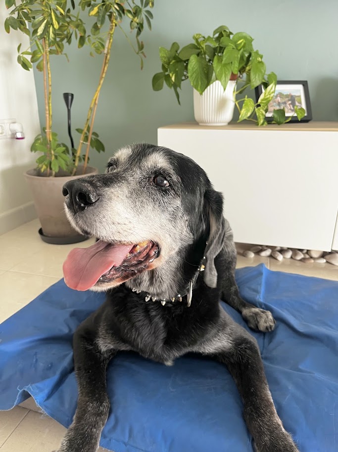 Perro grande acostado cuidado familiar Patis Valencia