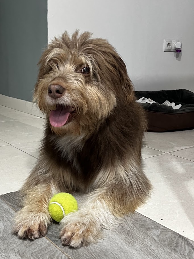 Perro jugando con pelota cuidado canino Valencia
