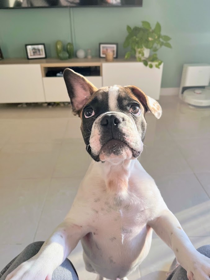 Perro mirando con atención a cuidadora de Patis