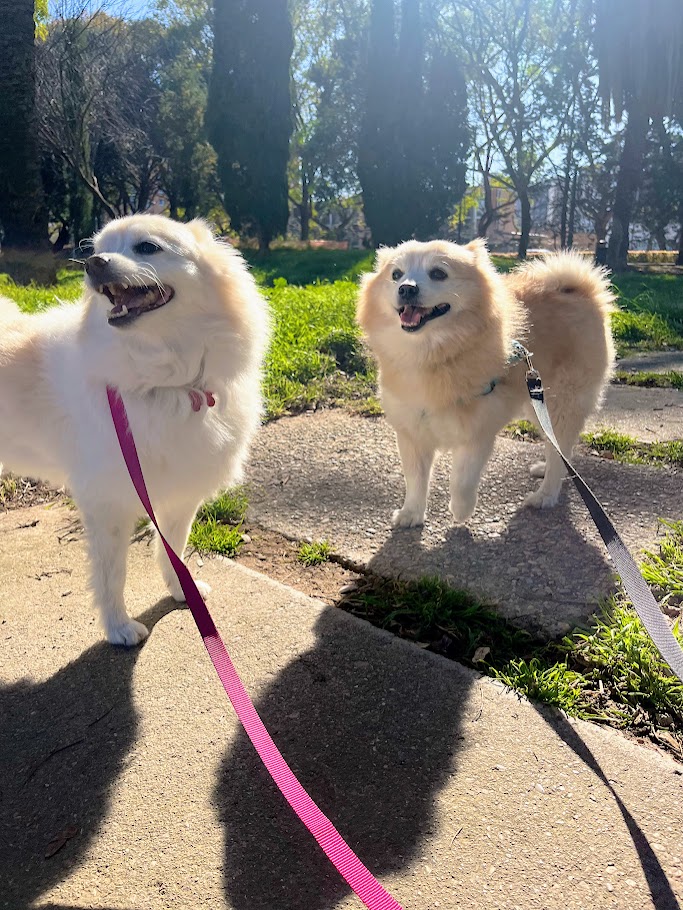 Perros de paseo en el parque con Patis cuidadora Valencia